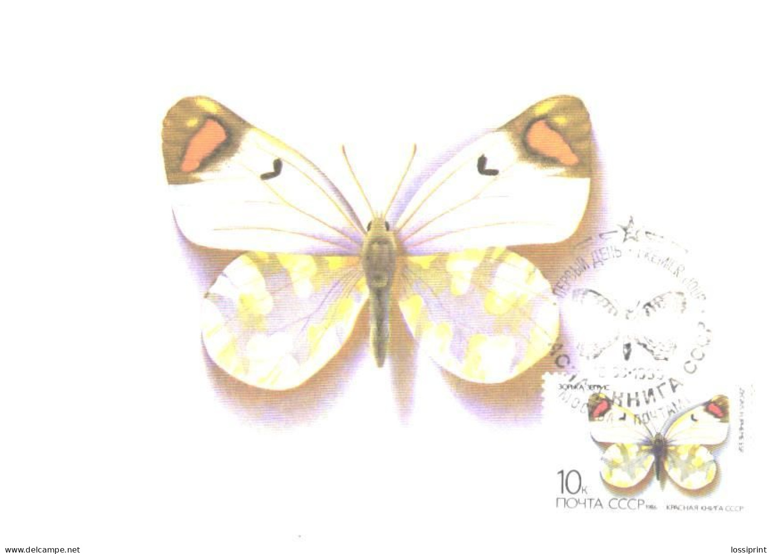 Soviet Union:USSR:Russia:Maxi Card, Butterfly, Zegris Eupheme Esp., 1986 - Papillons