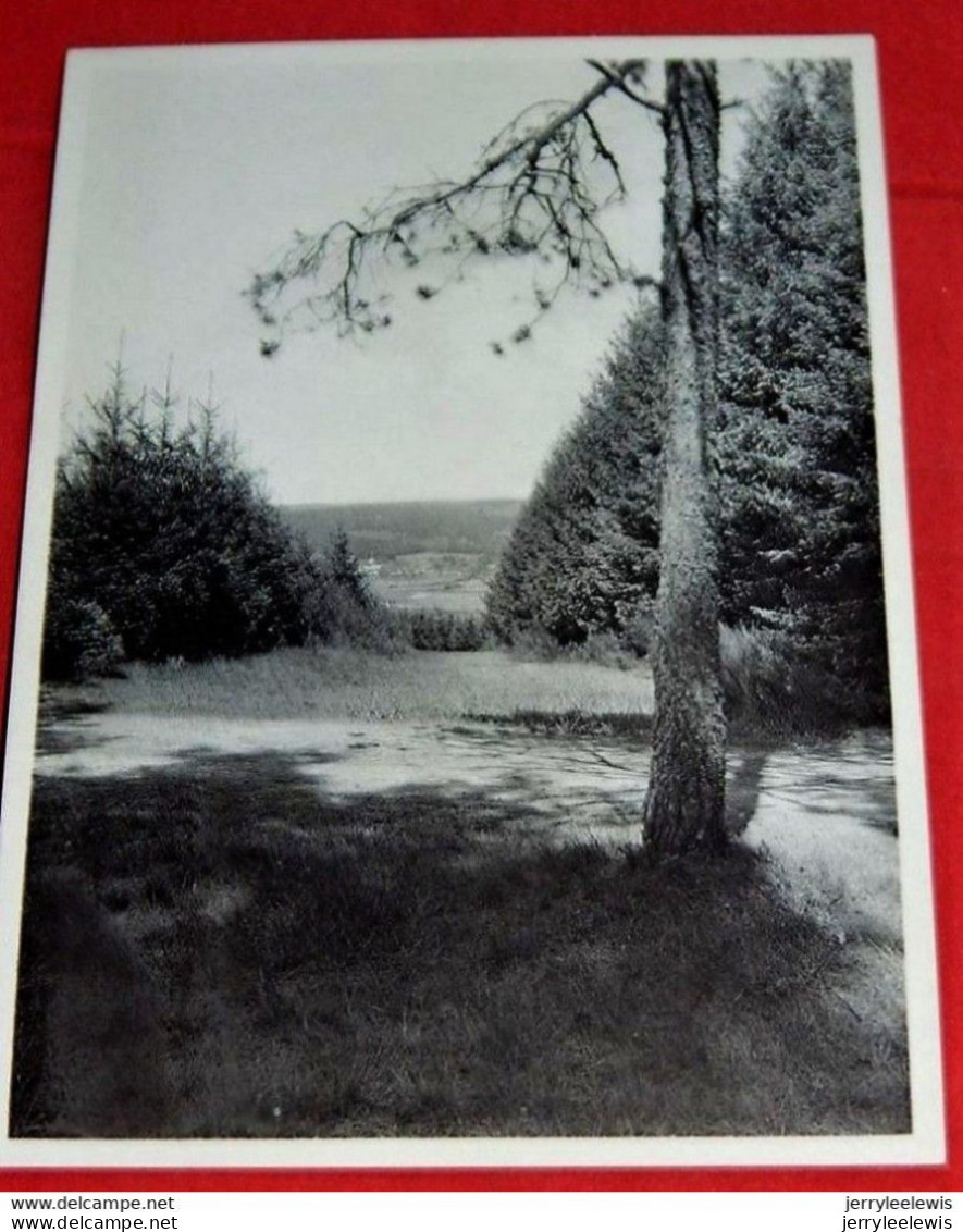 SAINTE ODE - AMBERLOUP   -  Institut De Ste Ode , Amberloup - La Piste De Traineaux - Sainte-Ode