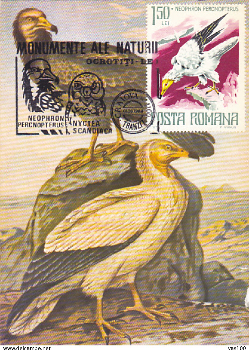 ANIMALS, BIRDS, EGYPTIAN VULTURE, CM, MAXICARD, CARTES MAXIMUM, 1988, ROMANIA - Aigles & Rapaces Diurnes