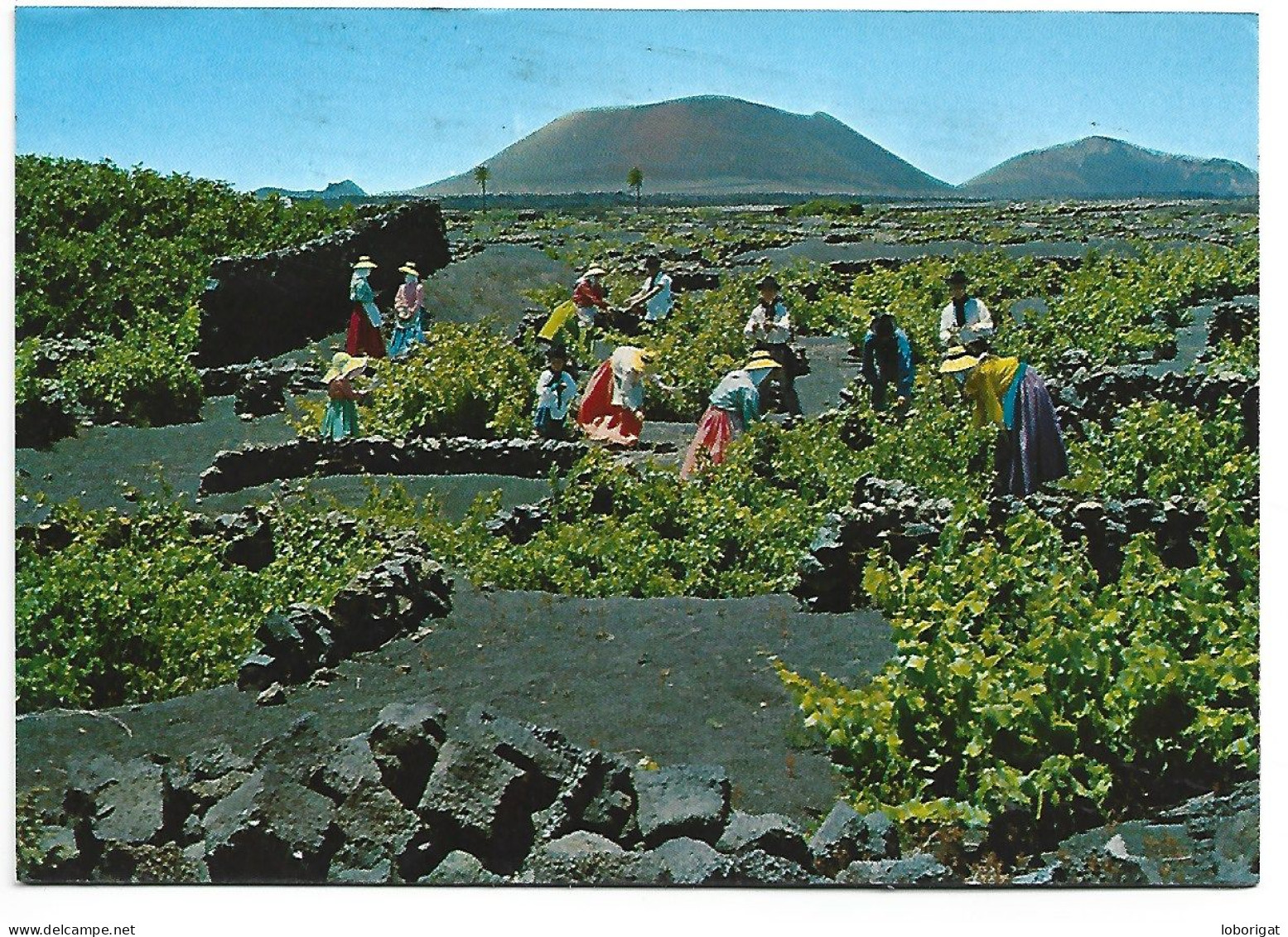 VENDIMIANDO / VENDANGE / GATHERING.-  LANZAROTE.- ISLAS CANARIAS.- ( ESPAÑA ). - Lanzarote