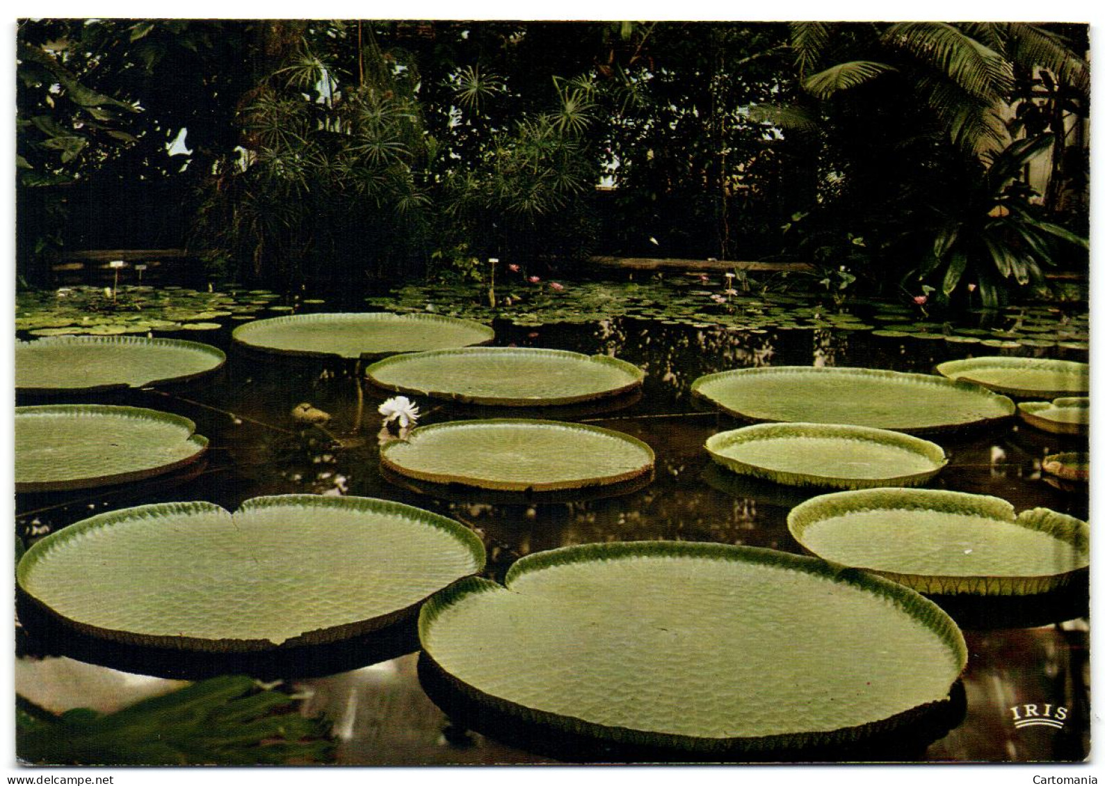 Nationaal Plantentuin Van België - Plantenpaleis - Victoria-kas - Boechout