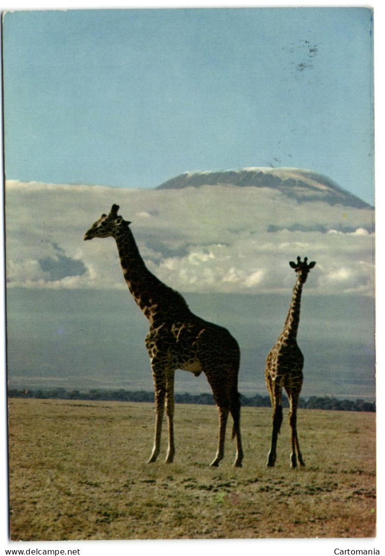 Mt. Kilimanjaro - Giraffes - Kenya