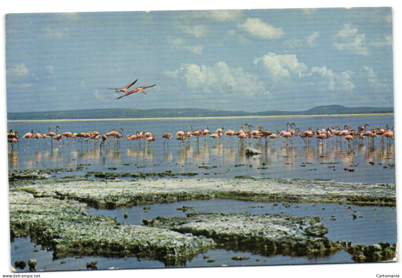 Pink Flamingoes Of Bonaire - Netherlands Antilles - Andere & Zonder Classificatie