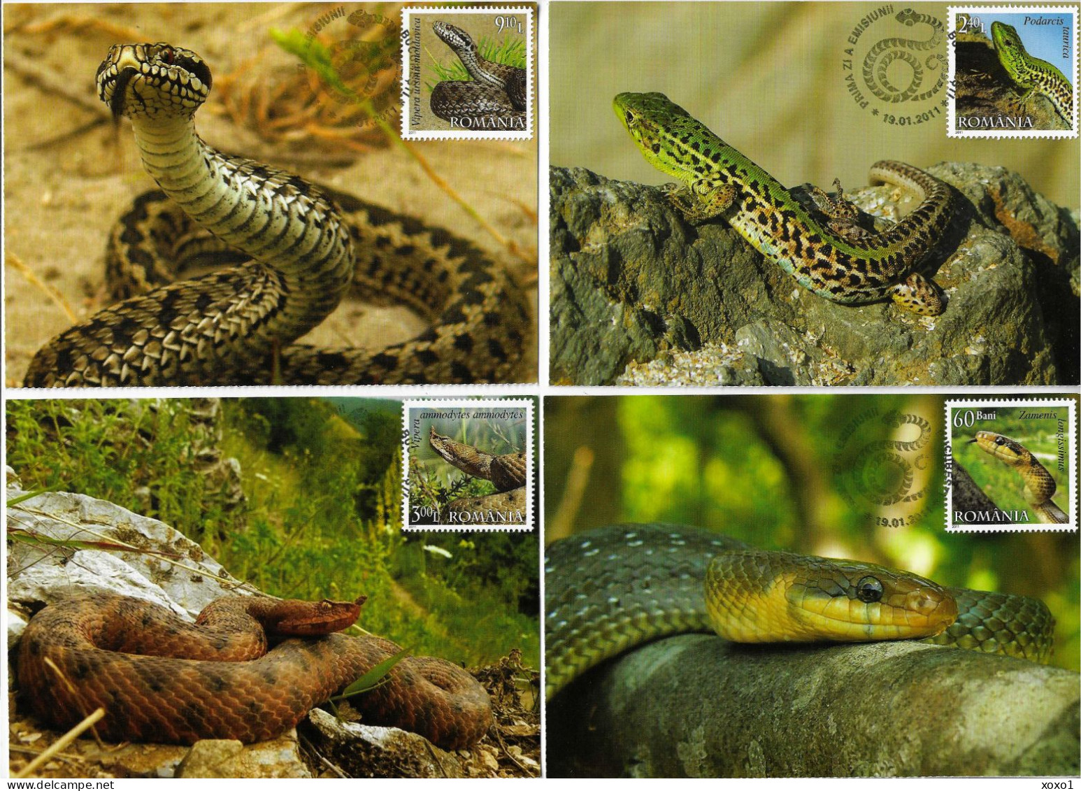 Romania 2011 MiNr. 6485 - 6488 Rumänien Reptiles Snakes, Balkan Wall Lizard 4v MC 30,00 € - Serpents