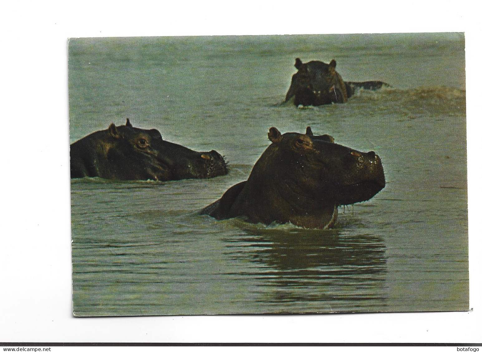 CPM  HIPPOPOTAMES - Ippopotami