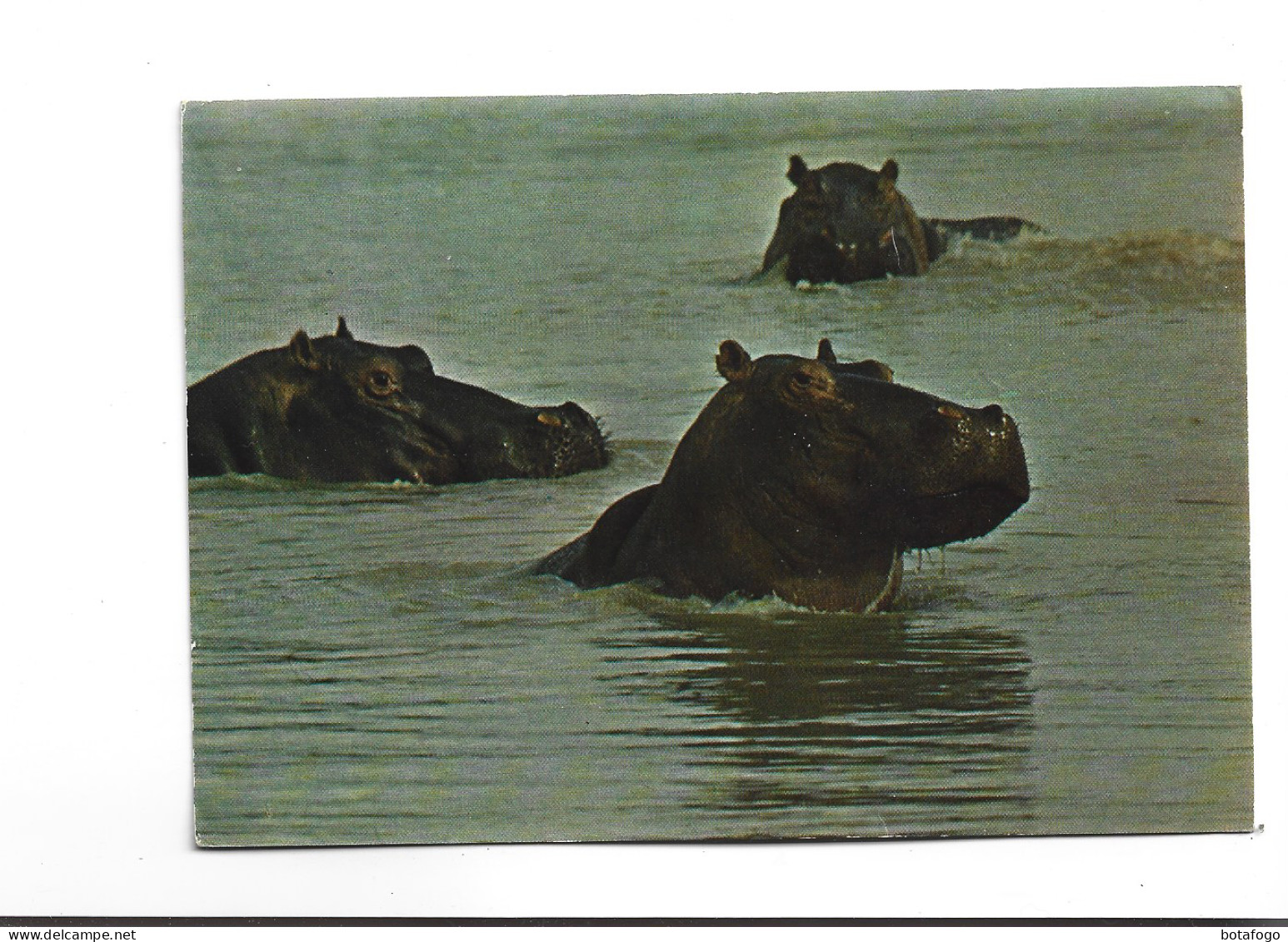 CPM  HIPPOPOTAMES - Hippopotamuses