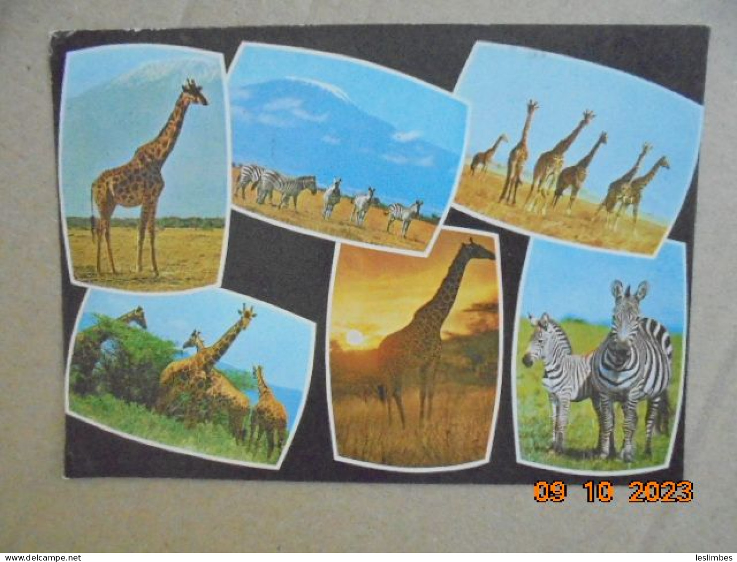 Girafes Et Zebres. Edition East Africa 1482 PM 1985 - Jirafas