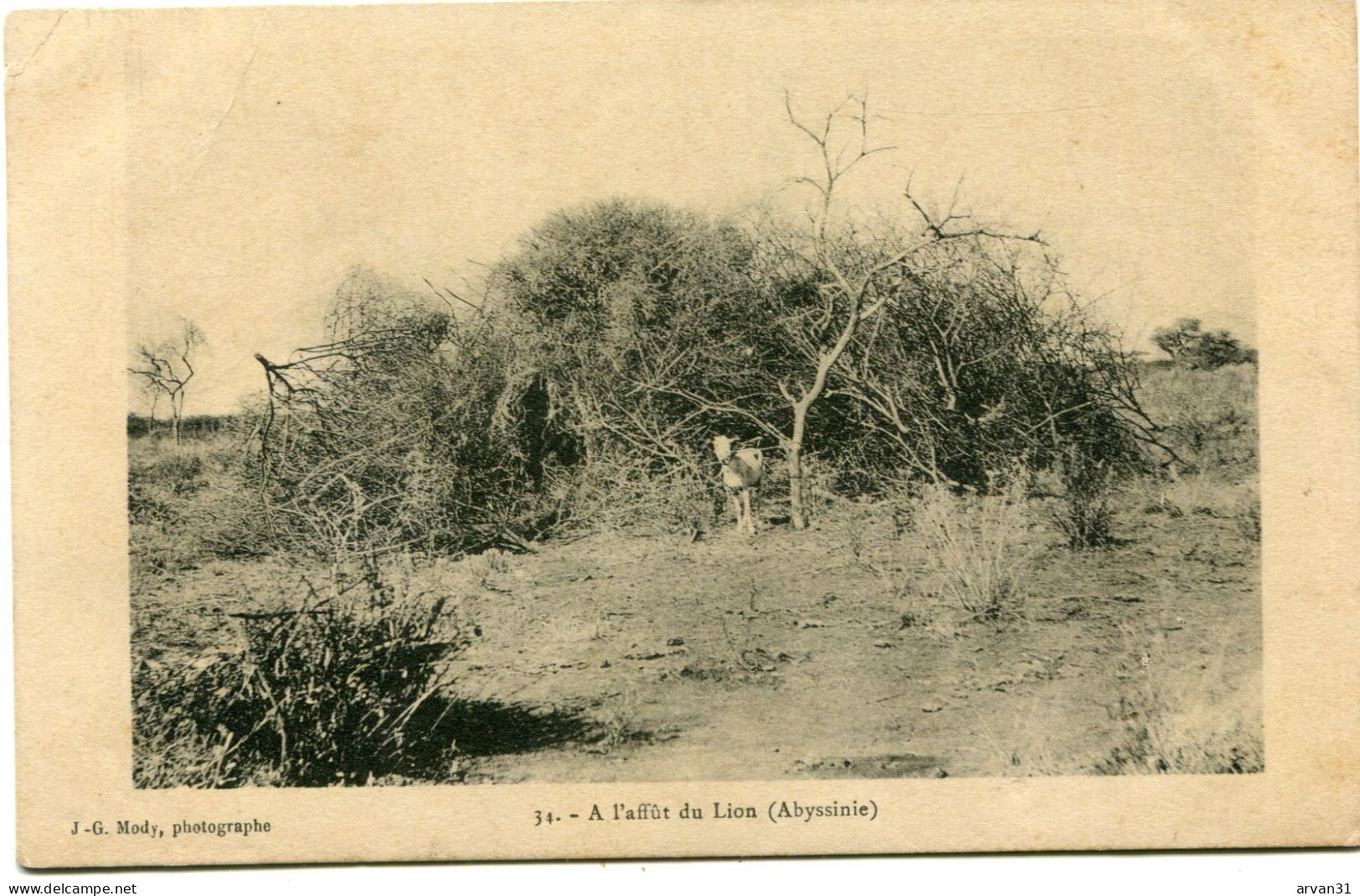 A L' AFFÛT Du LION - - Etiopia