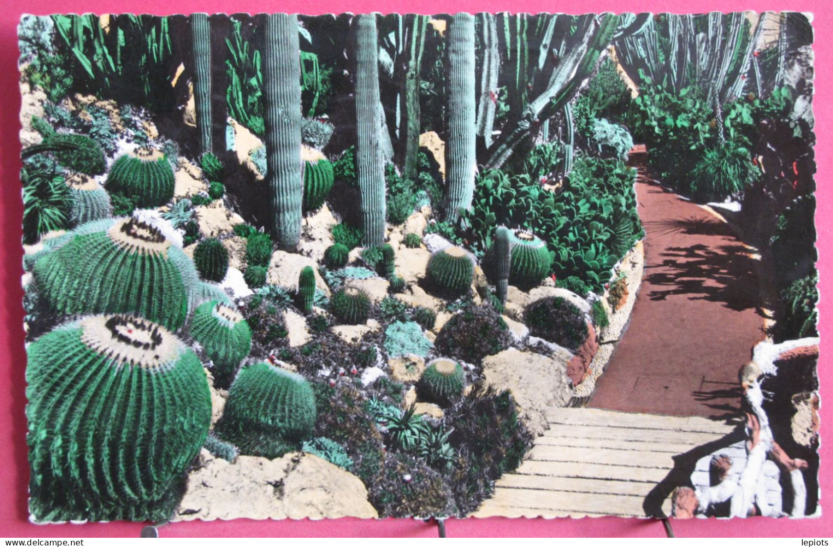 Jardin Exotique De Monaco - Le Pont Des Echinocactus Grusonii - Coussins De Belle-mère - Exotische Tuin