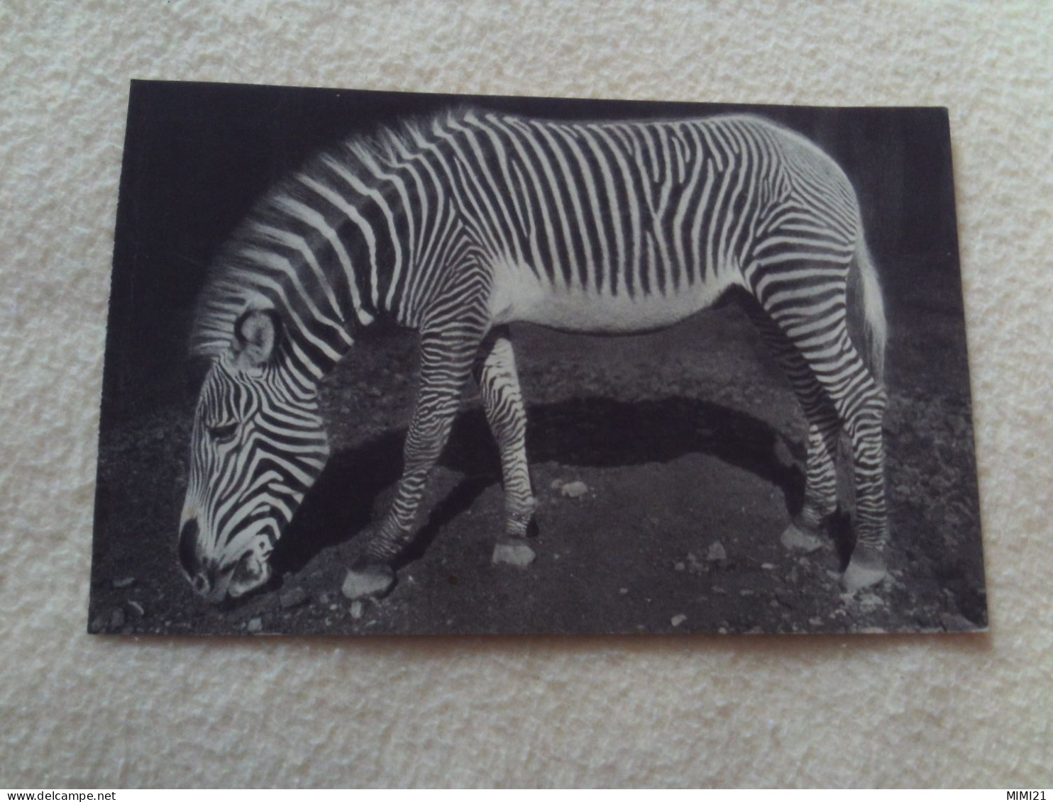 BELLE CARTE "UN ZEBRE DE GREVY"...PARC ZOOLOGIQUE DU BOIS DE VINCENNES PARIS - Cebras