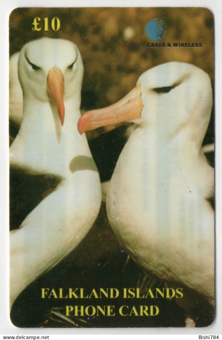 Falkland Islands - Adult Black-Browed Albatross - Islas Malvinas
