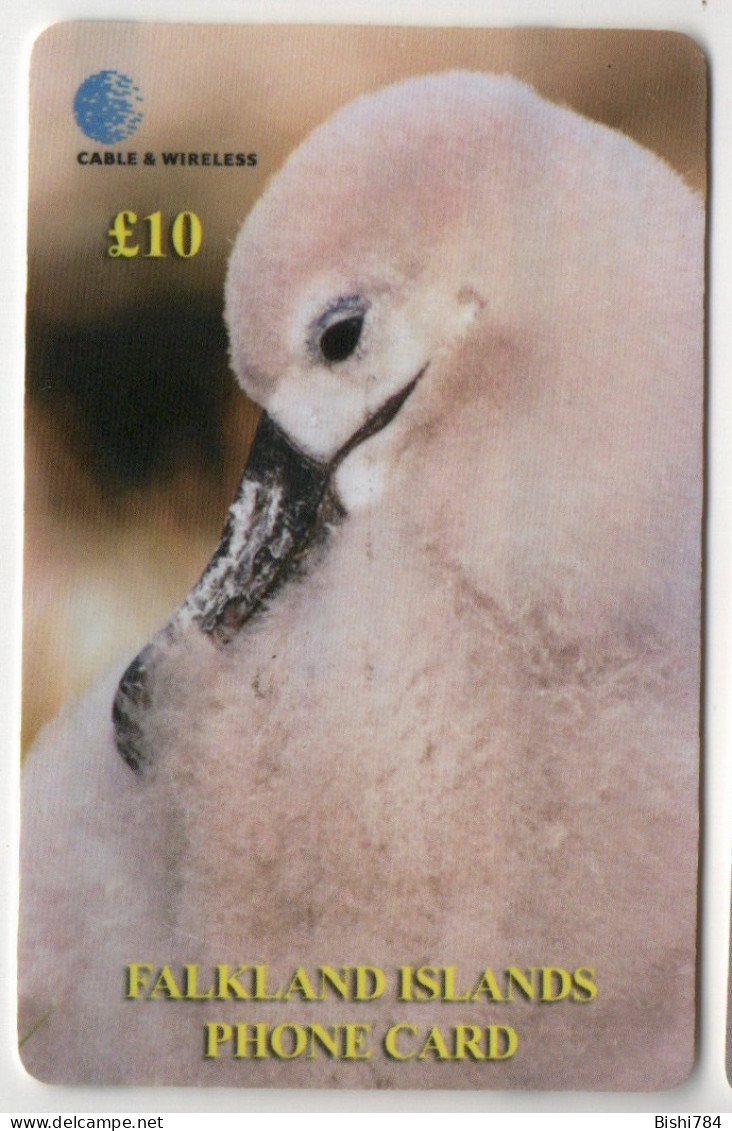 Falkland Islands - Black-Browed Albatross - Falkland