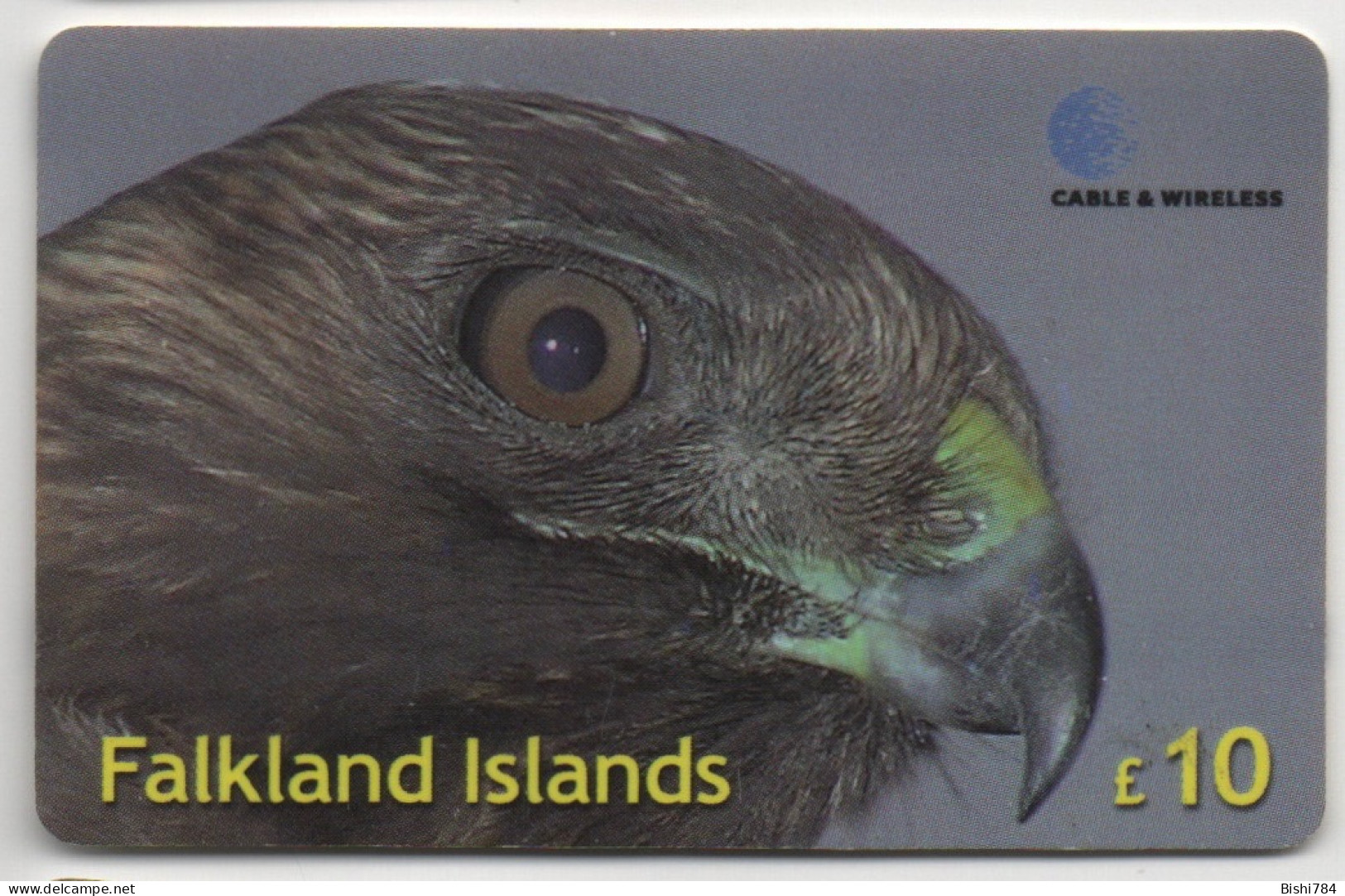 Falkland Islands - Red-Backed Hawk - Falkland