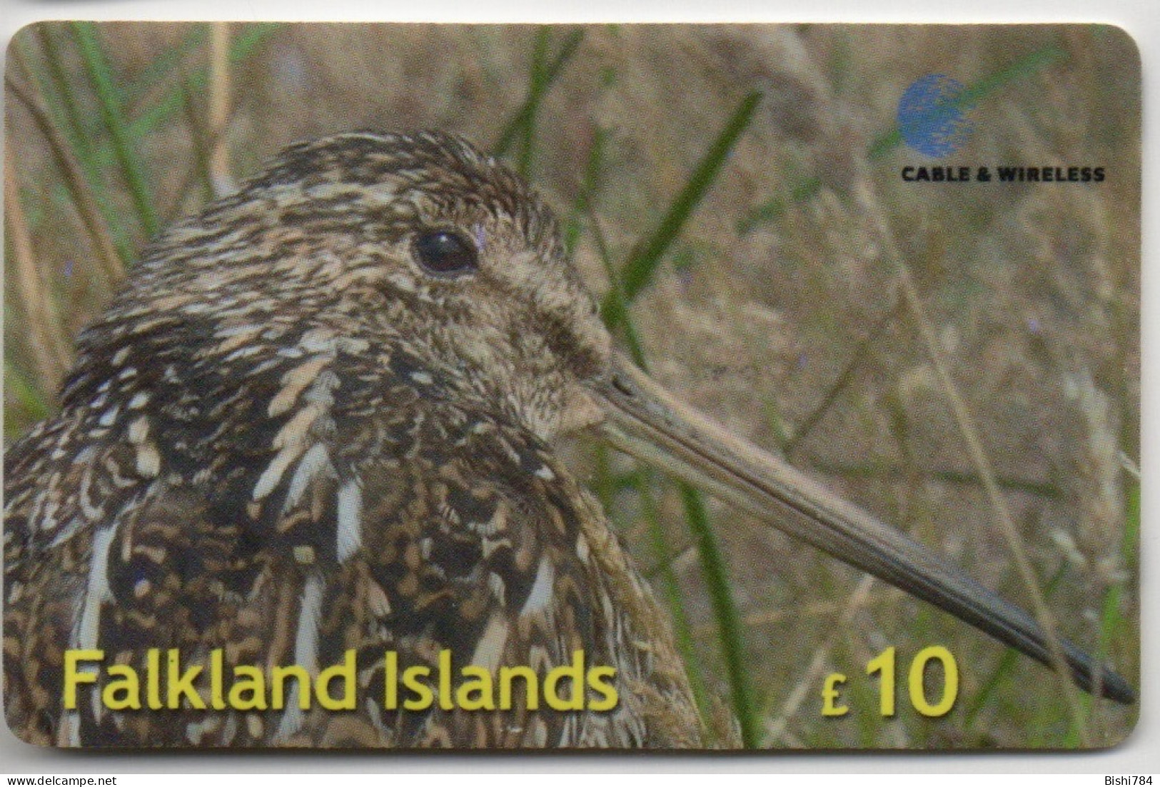 Falkland Islands - Common (Magellan) Snipe - Falkland