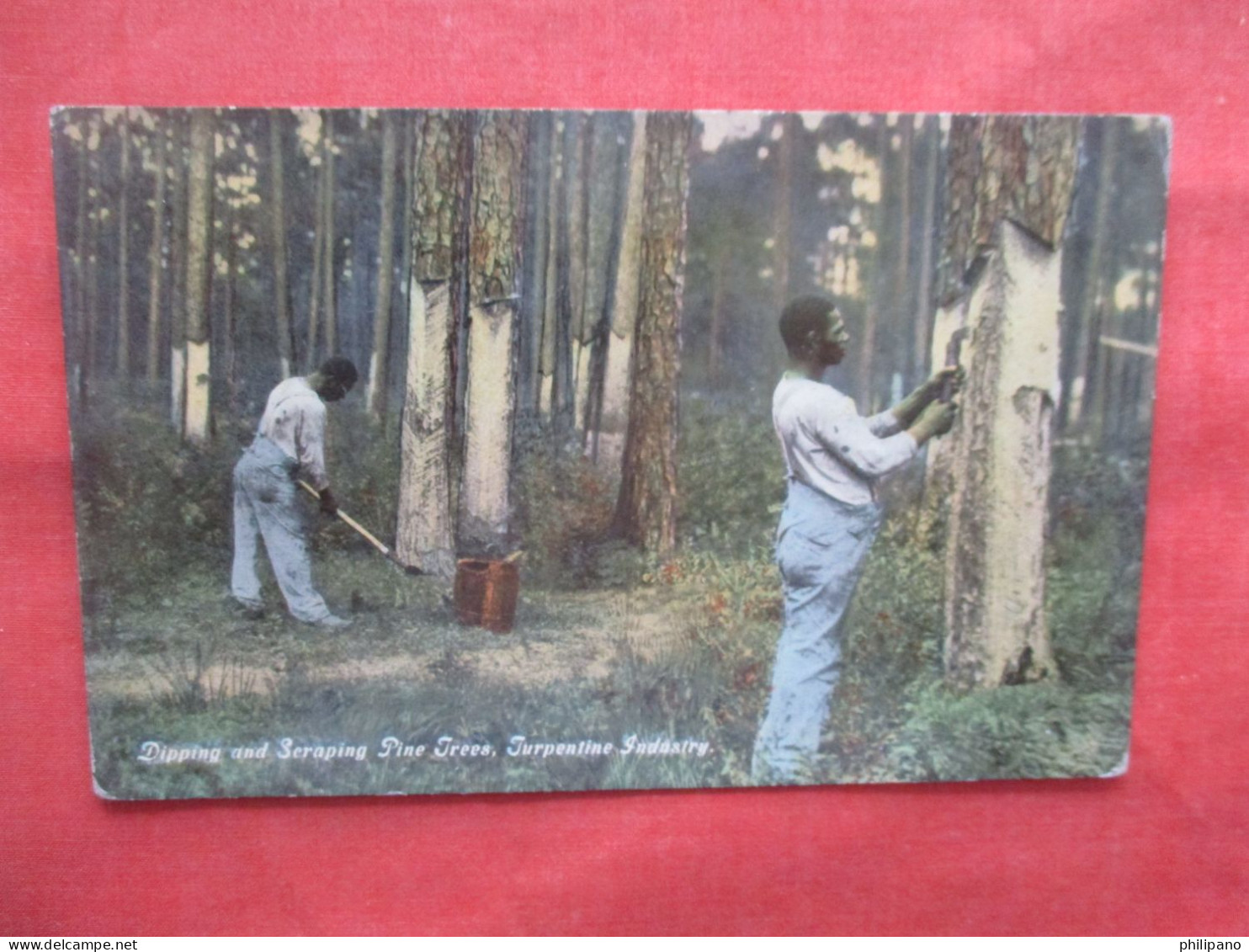 Black Americana  Dipping & Scraping Pine Trees. Turpentine Industry.       Ref 6218 - Negro Americana