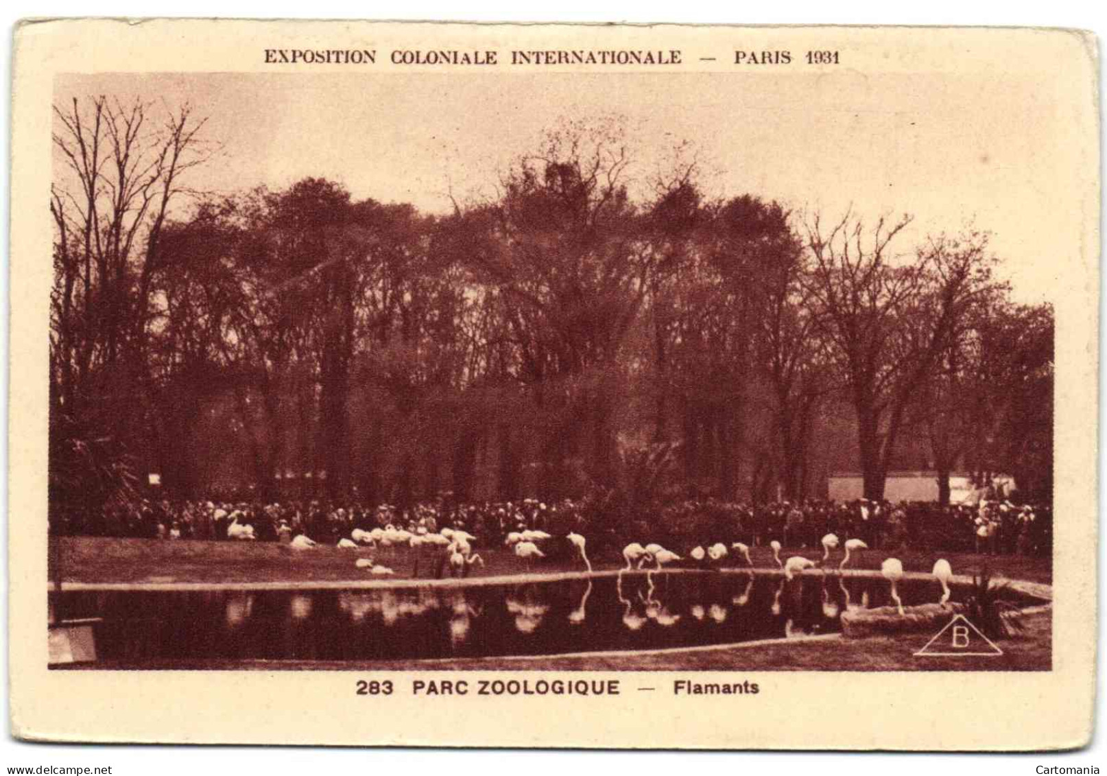 Exposition Coloniale Internationale - Paris 1931 - Parc Zoologique - Flamants - Ausstellungen