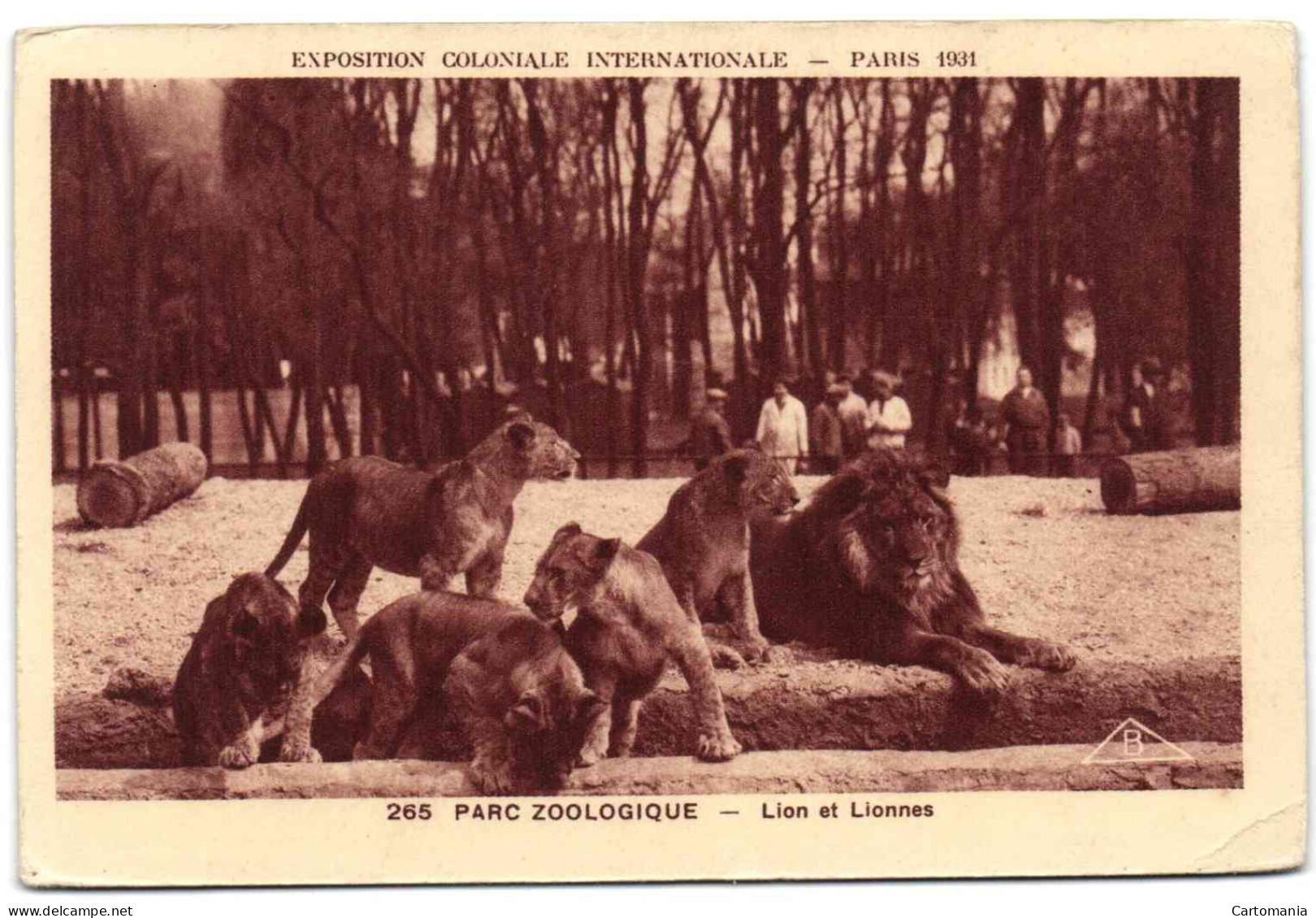 Exposition Coloniale Internationale - Paris 1931 - Parc Zoologique - Lion Et Lionnes - Ausstellungen