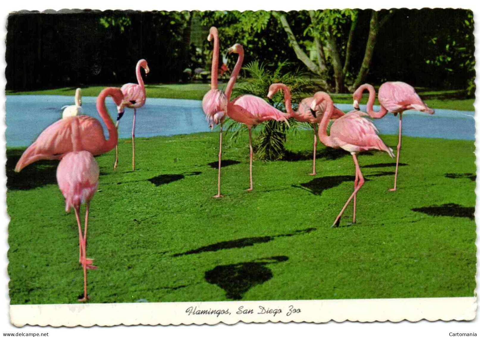 San Diego Zoo - Flamingos - San Diego
