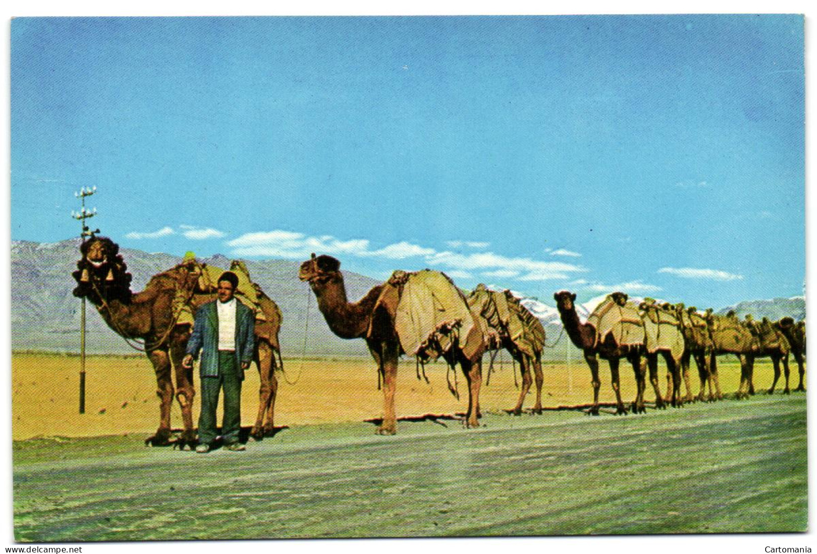 A Camel - Line - Iran