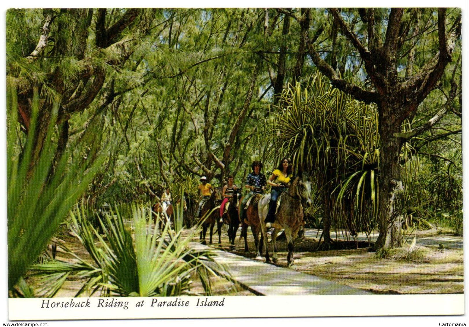Bahamas - Nassau - Horseback Riding At Paradise Island - Bahamas