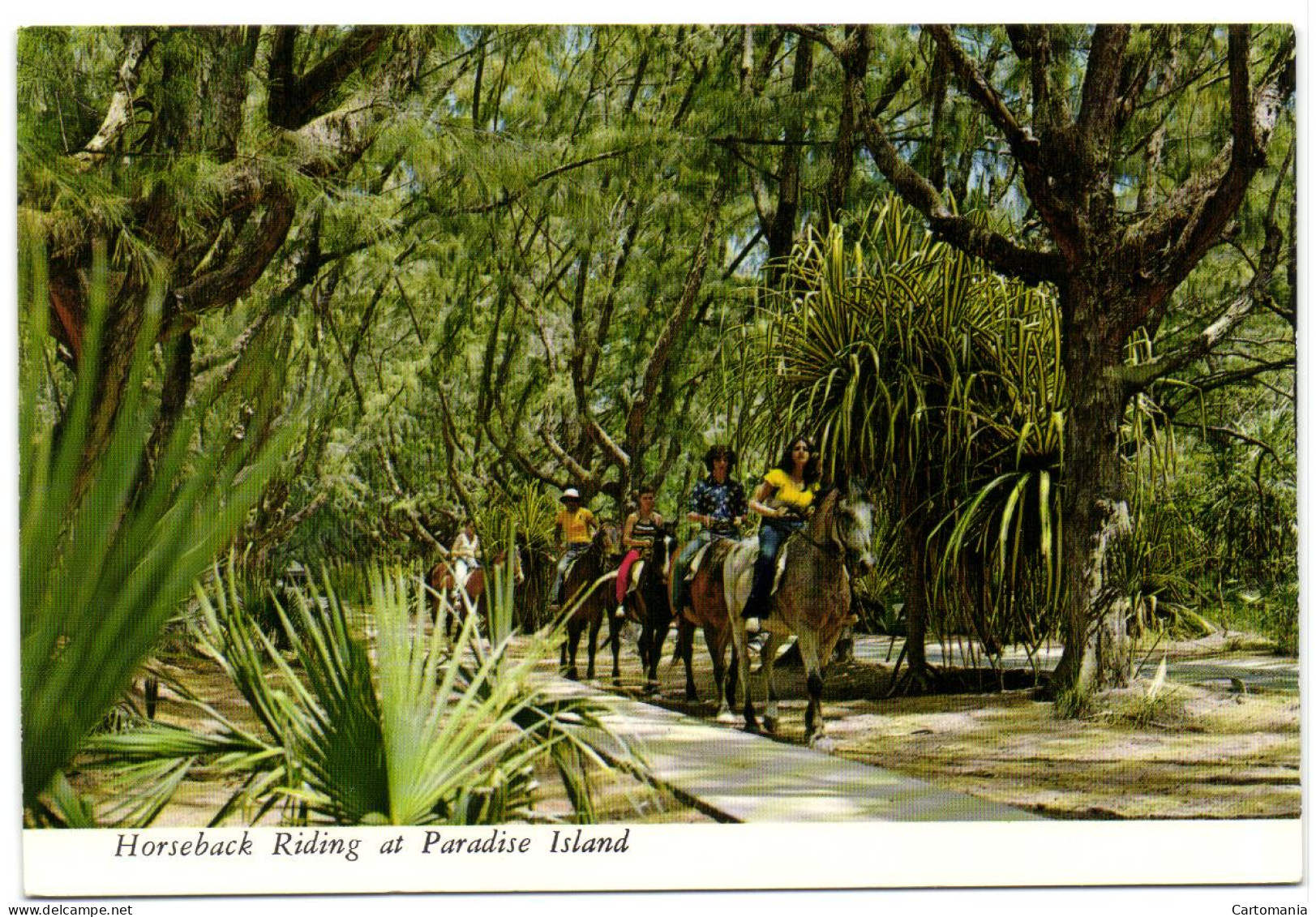 Bahamas - Horseback Riding At Pradise Island - Bahamas