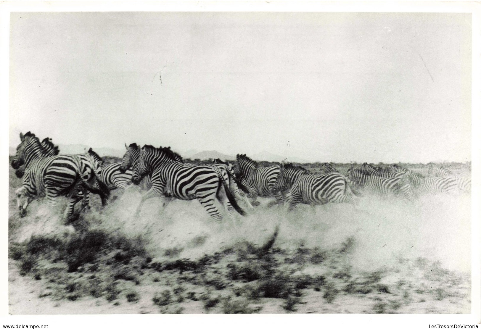 Photographie - Troupeau De Zèbres - Dim 11/18 Cm - Africa