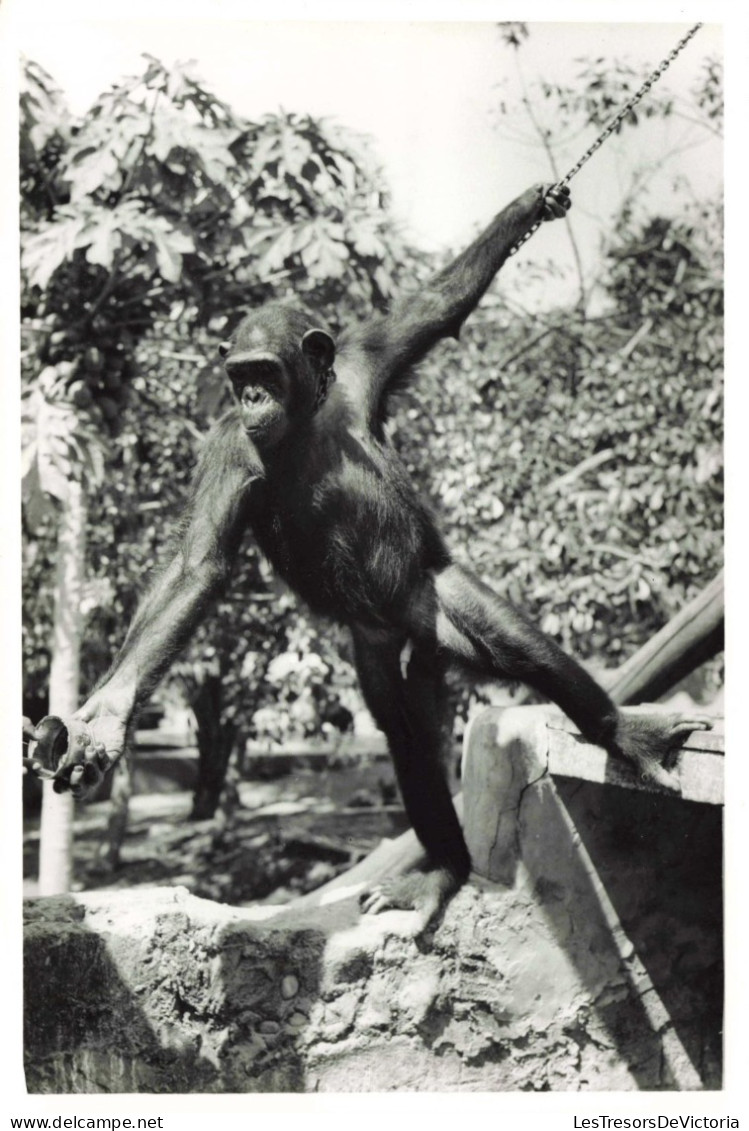 Photographie - Chimpanzé - Singe - Dim 11/18 Cm - Africa