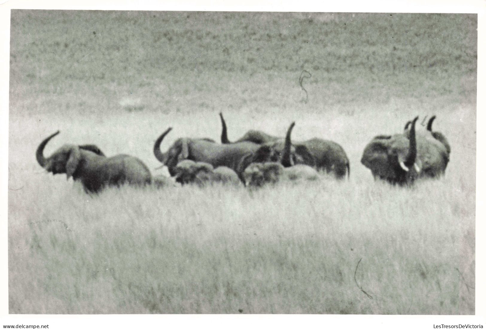 Photographie - Elephants - Angola - Dim 11/18 Cm - Afrika