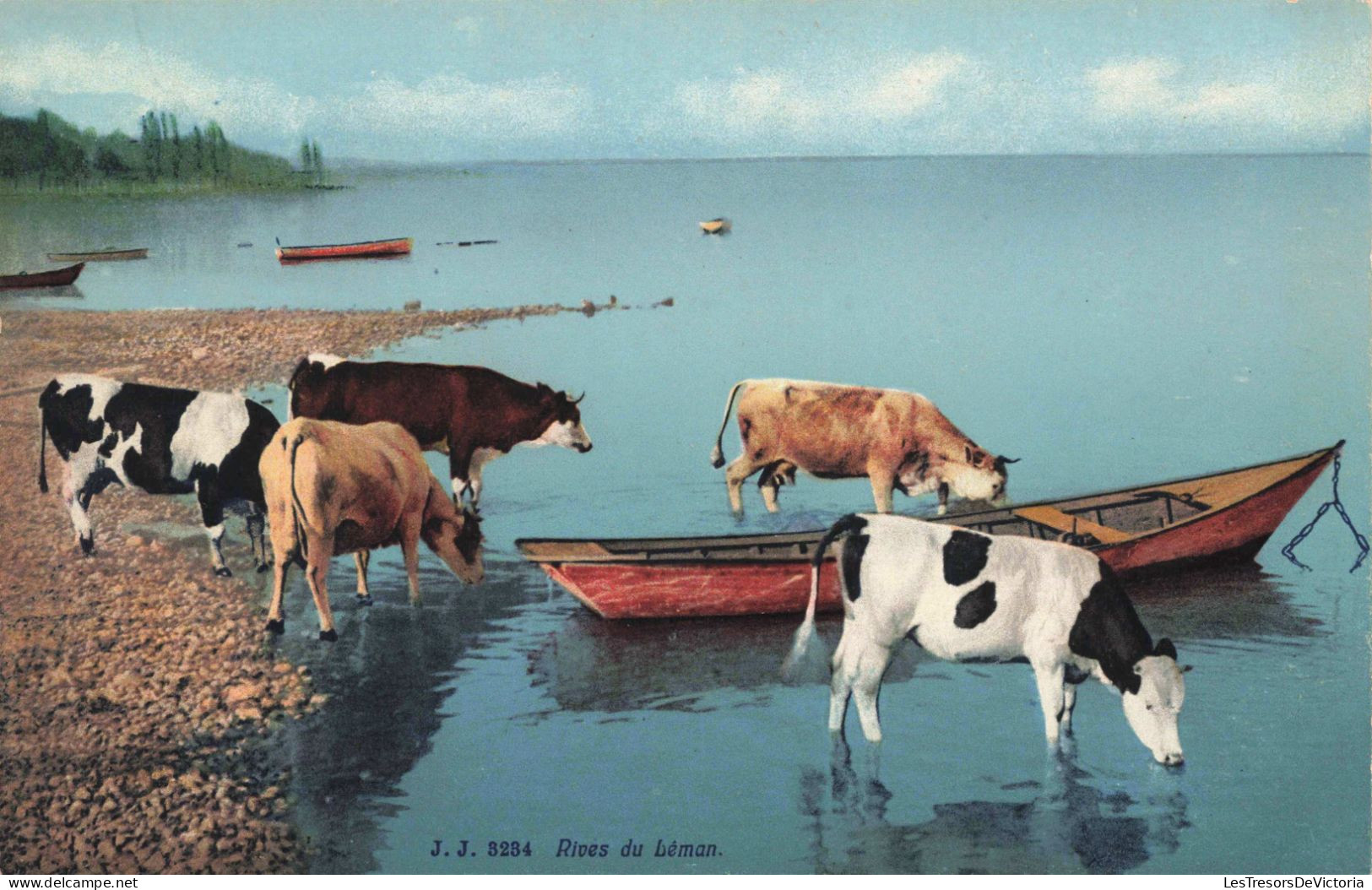 ANIMAUX - Rives Du Léman - Vaches - Colorisé - Carte Postale  Ancienne - Vacas