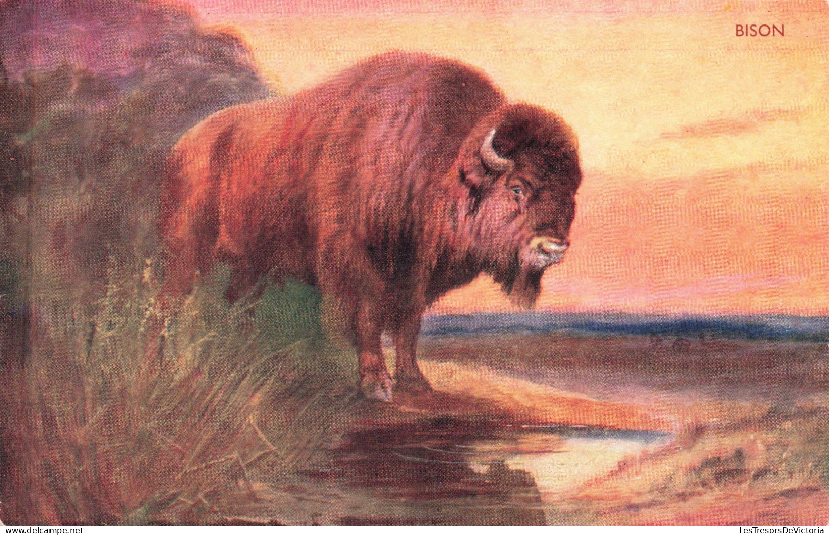 ANIMAUX - Bison - Colorisé - Carte Postale  Ancienne - Sonstige & Ohne Zuordnung