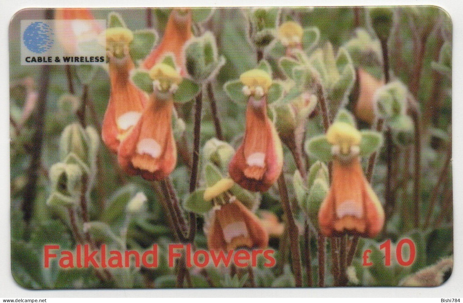 Falkland Islands - Lady's Slipper - Falkland