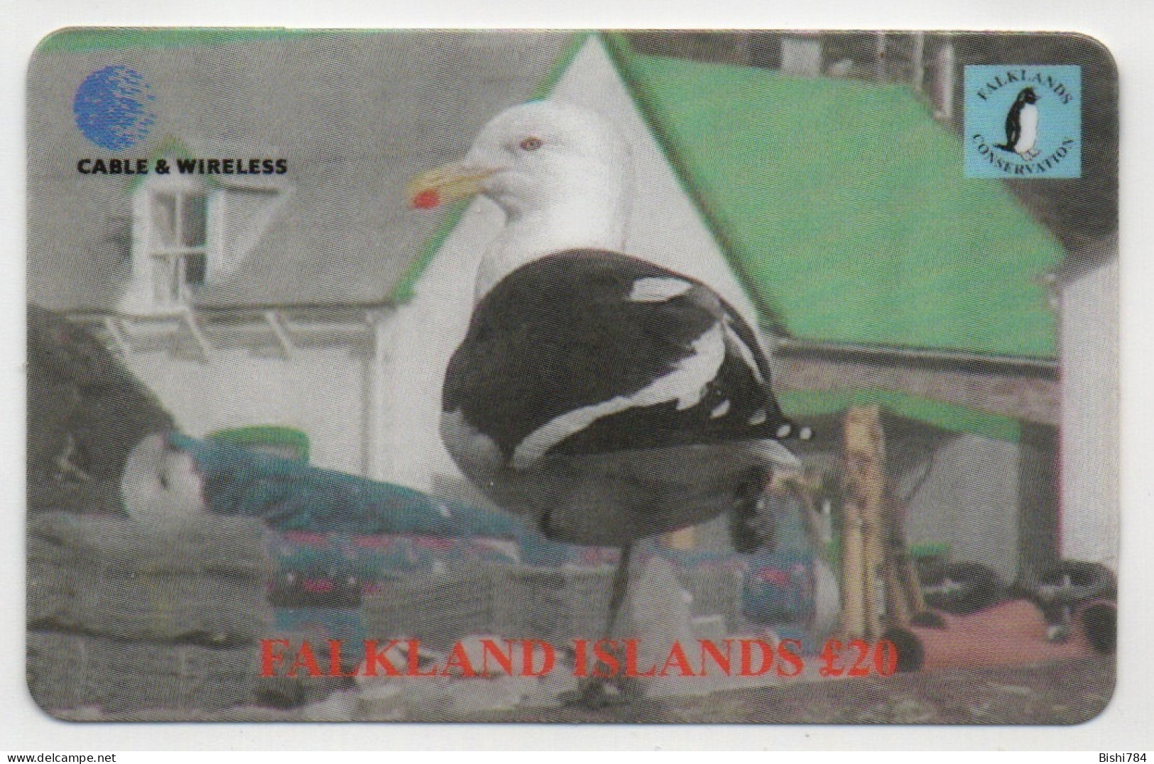 Falkland Islands - Seagull - Islas Malvinas