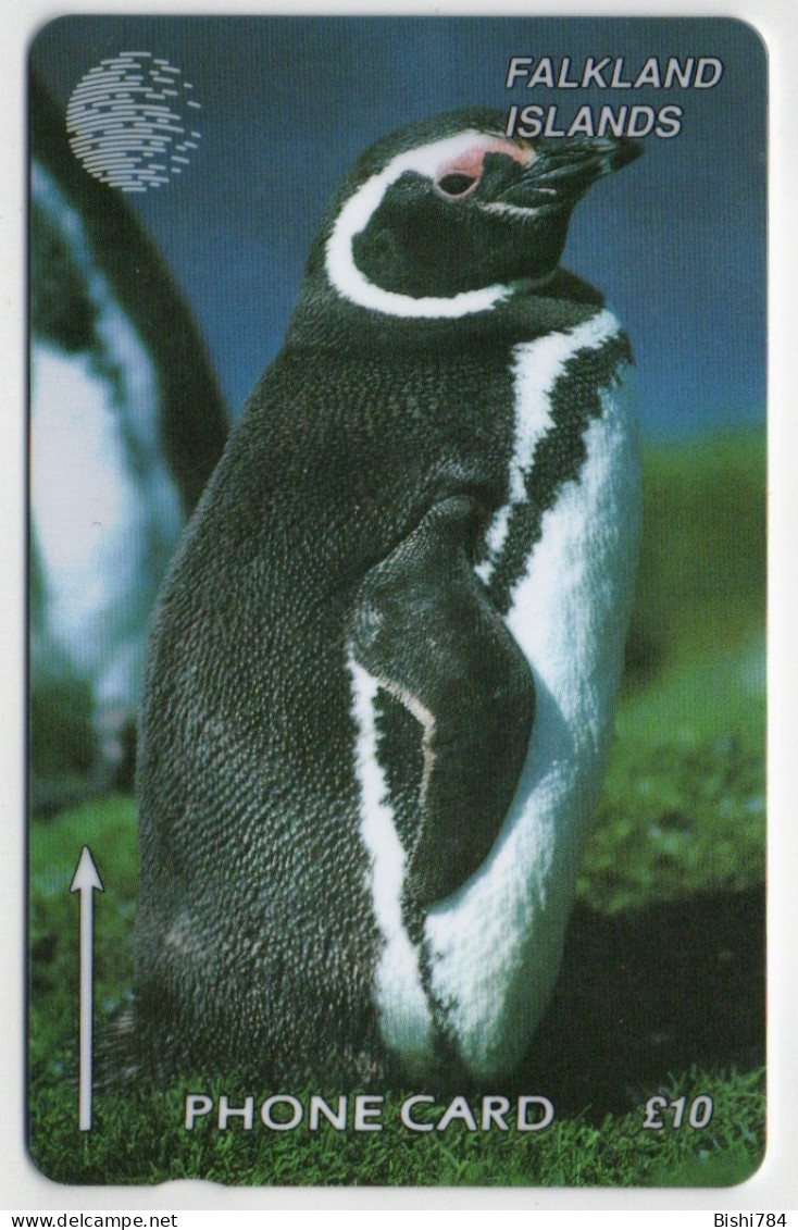 Falkland Islands - Jackass Penguin - 184CFKB - Falkland
