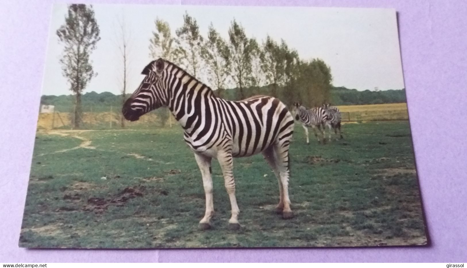 CPSM ZEBRE ZEBRES EN LIBERTE RESERVE AFRICAINE DU CHATEAU DE THOIRY EN YVELINES 78 - Zèbres