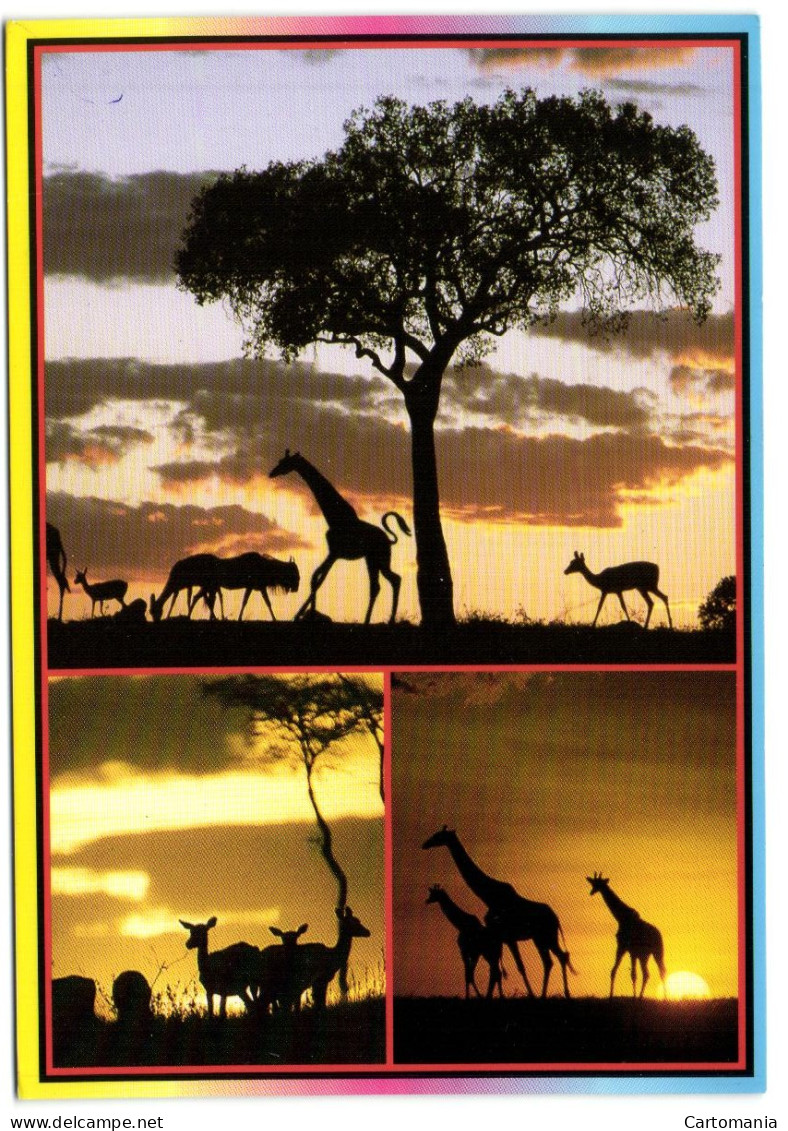 Wildlife - Sunset - Giraffes - Giraffes