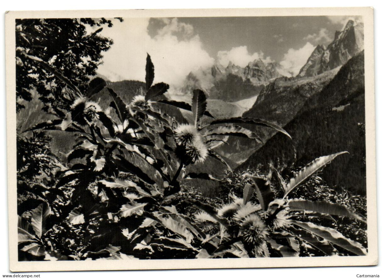 Blick Aus Dem Kastanienwald Bei Soglio  Auf Die Scioragruppe - Soglio