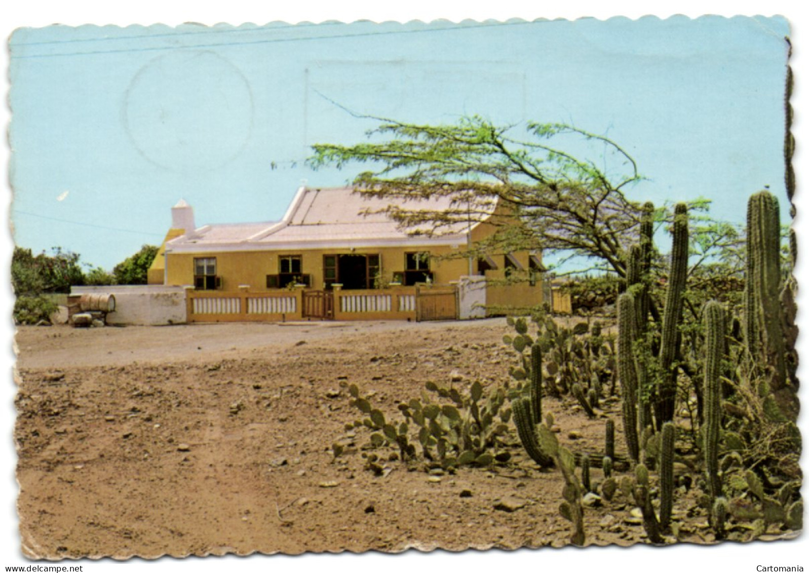 Aruba - Neth. Antilles - Typical Aruban Cunucuhouse With Divi Divi Tree And Cactus - Aruba