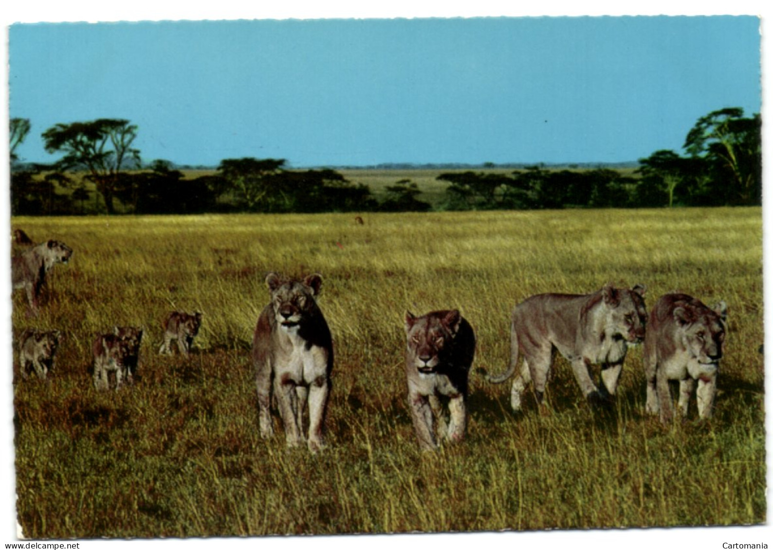 East Africa - African Wildlife - Lionesses And The Cubs - Kenya