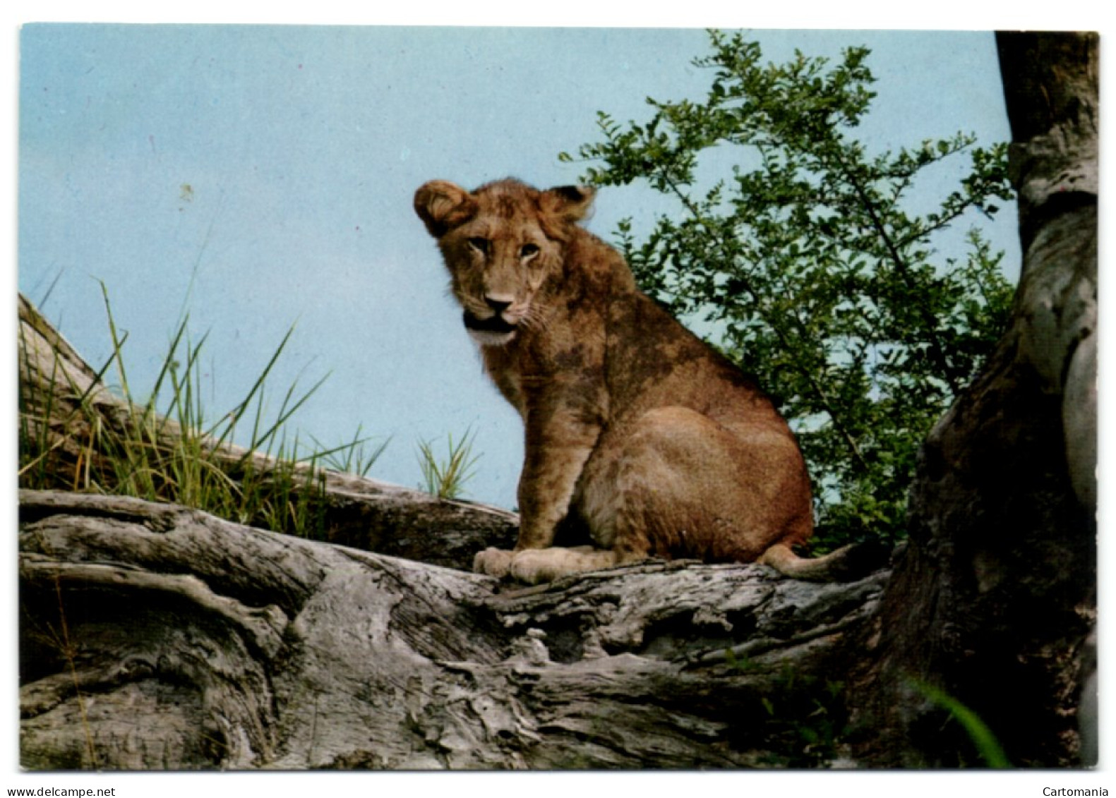 African Wildlife - The Lion Cub - Kenya