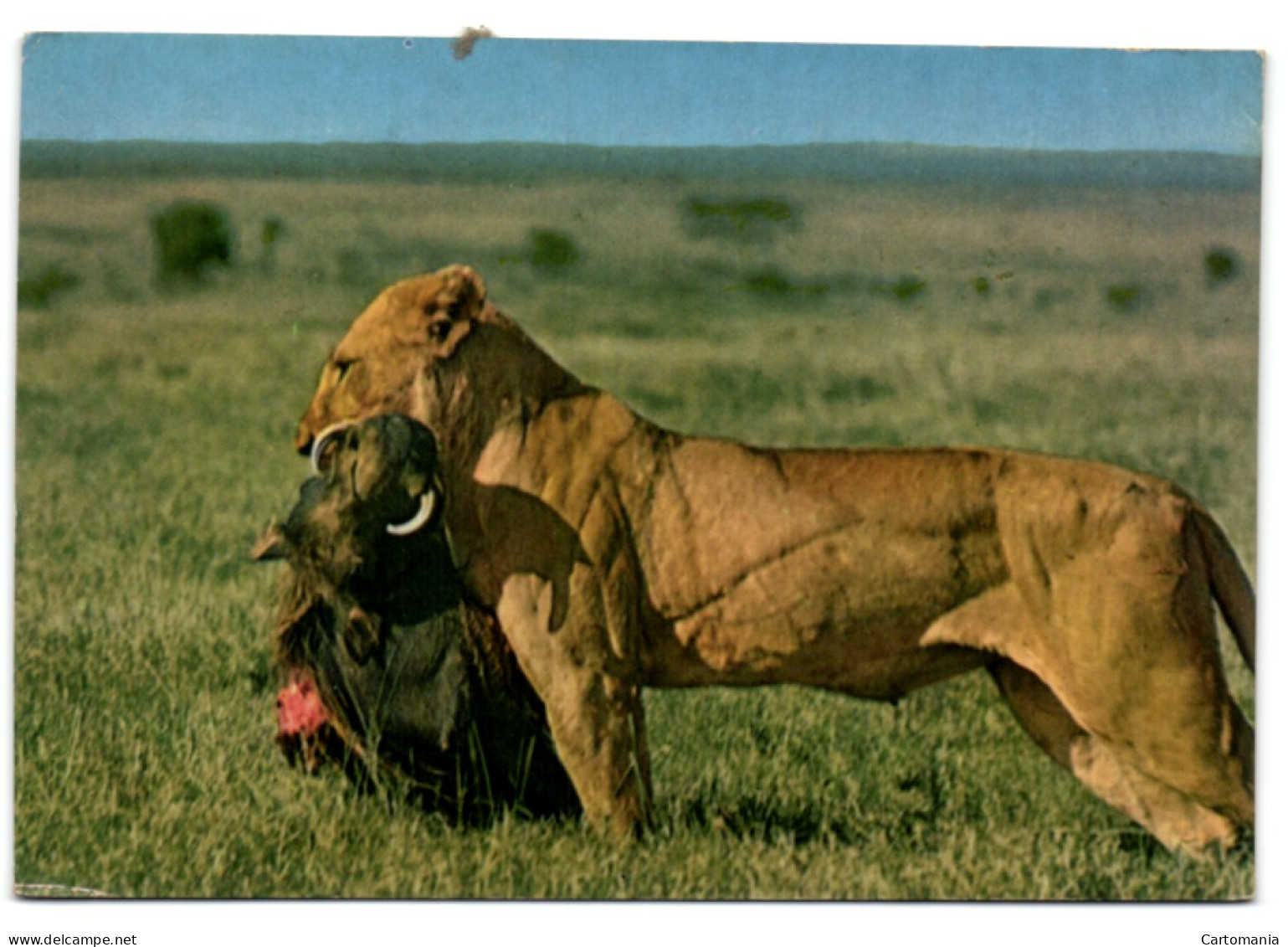 African Wild Life - Lioness With Kill - Kenya