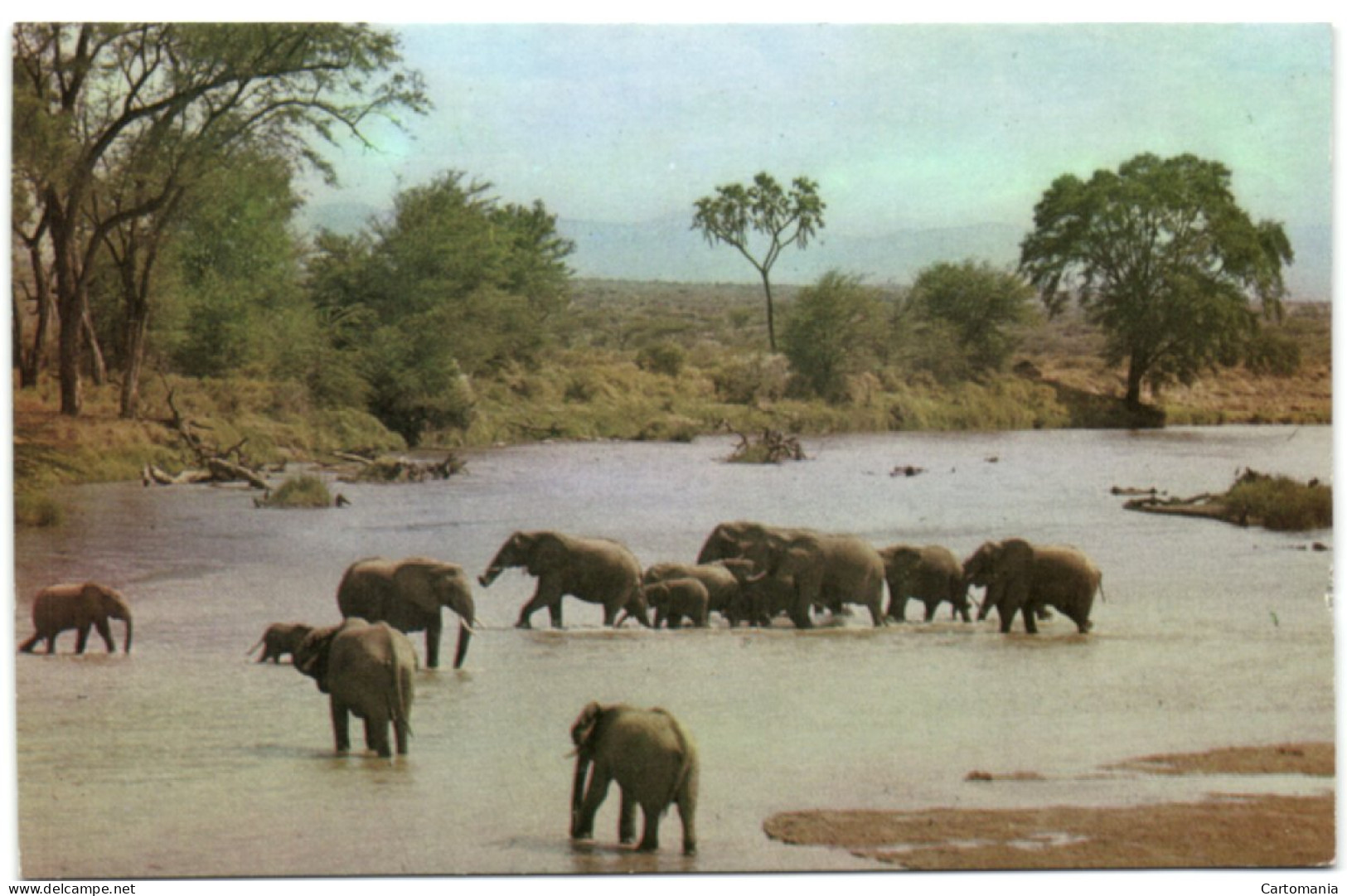 The East African Wild Life Society - River Crossing - Kenya
