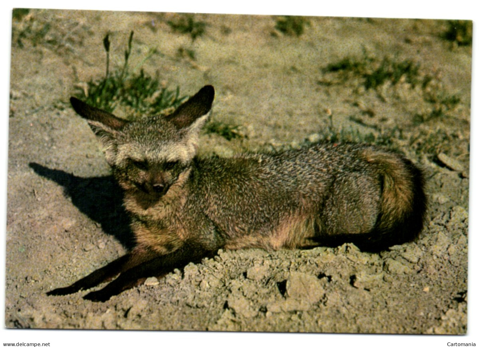 African Wild Life - Bat-Eared Fox - Kenya