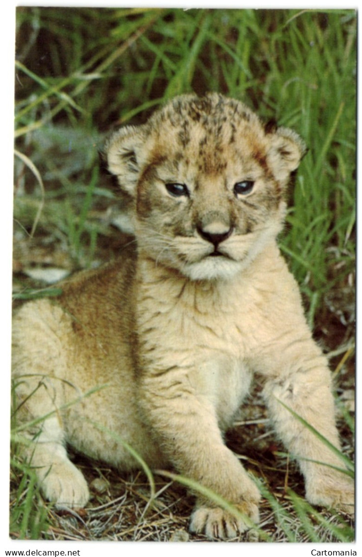 The East African Wild Life Society - Lion Cub - Kenya