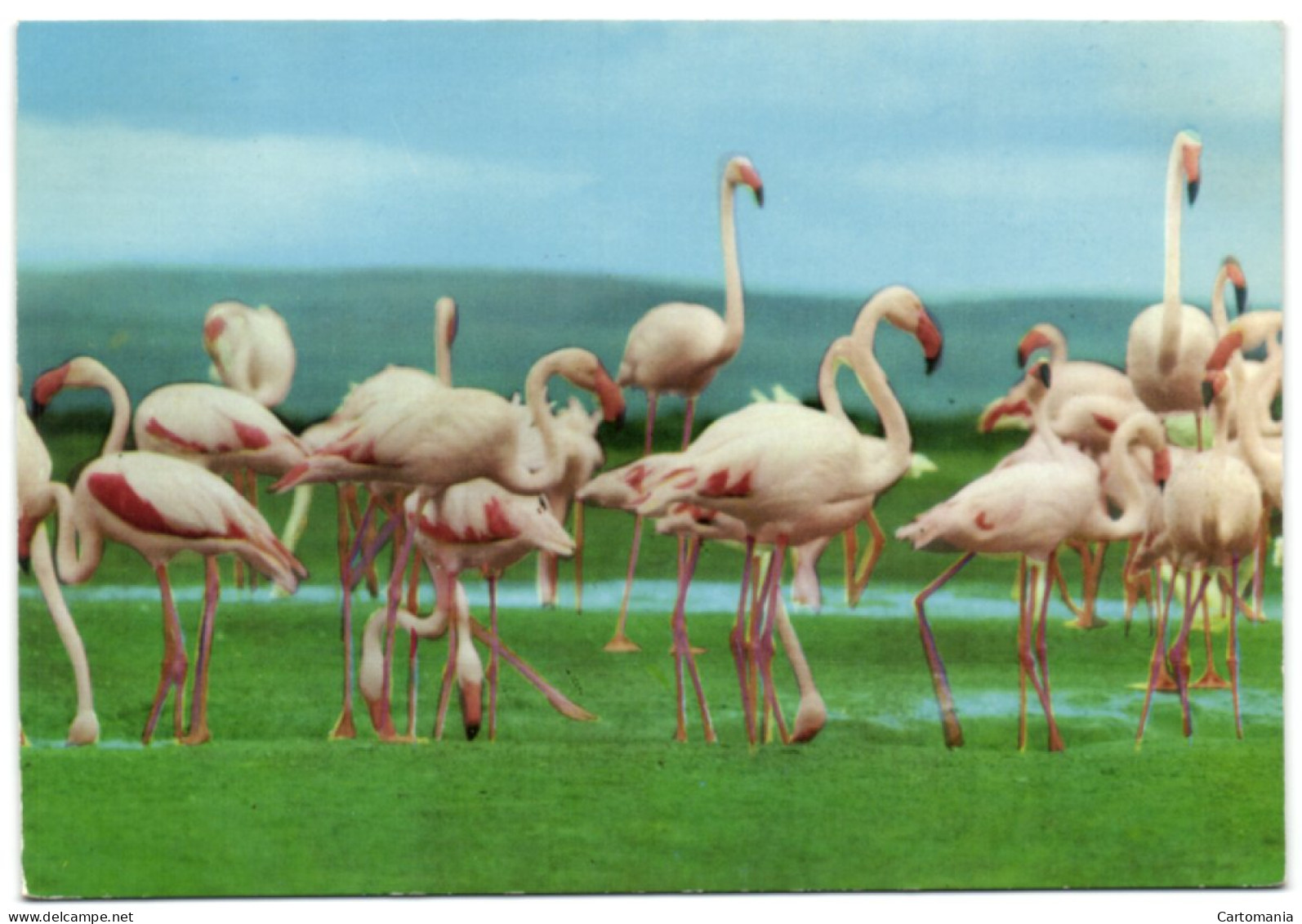 Kenya - Flamingoes Lake Nakuru - Kenya