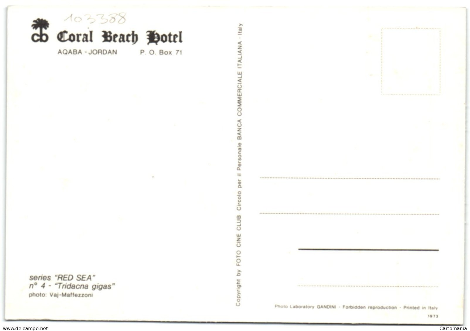 Aqaba - Jordan - Coral Beach Hotel - Series Red Sea - N° 4 Tridacna Gigas - Jordanie