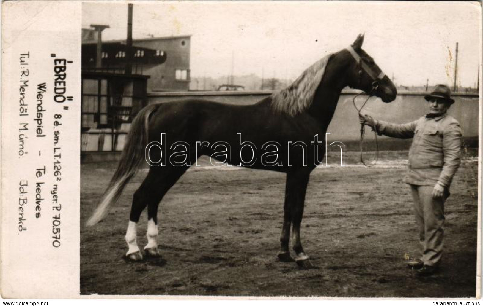 ** T2/T3 "Ébredő" Versenyló. Wiendspiel - Te Kedves. Tulajdonos: R. Mendöl M. úrnő, Id: Benkő / Hungarian Racing Horse.  - Zonder Classificatie