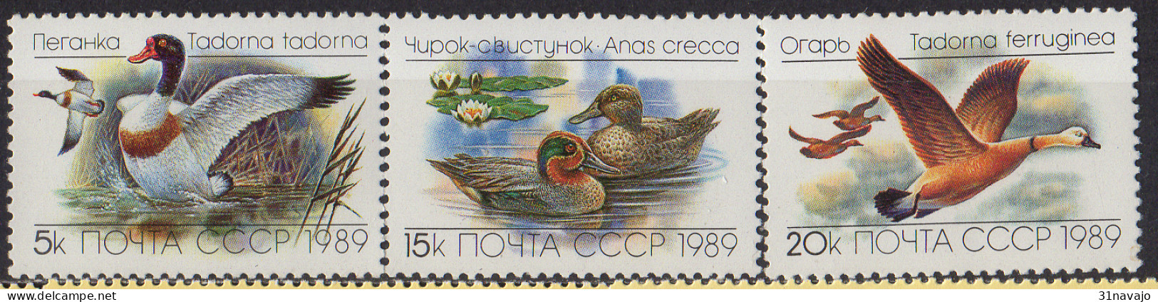 RUSSIE - Canards Et Oies - Gänsevögel