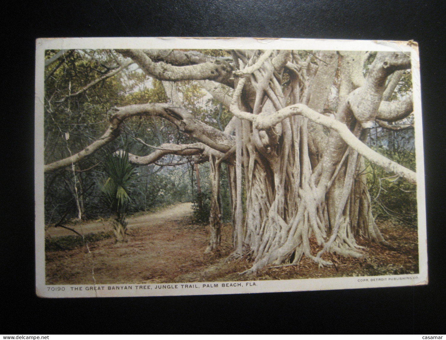 PALM BEACH Florida The Great Banyan Tree Jungle Trail Cancel 1916? To Sweden Slight Folded Postcard USA - Palm Beach