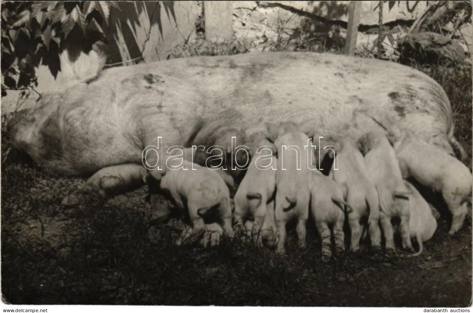** T2/T3 Koca A Malacaival / Sow Pig With Her Piglets. Photo (EK) - Non Classés