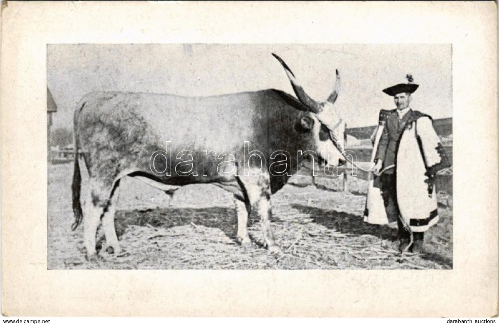 * T2/T3 Magyar Szürke Szarvasmarha / Hungarian Grey Cattle - Non Classés